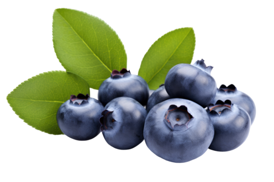 blueberries branch isoleted on transparent background
