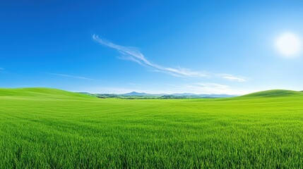 Fototapeta premium Green field with blue sky and sunny weather depicted