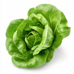Fototapeta premium Vibrant Butter Lettuce