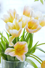 Bouquet of white and yellow tulips in a vase on the window. Delicate flowers for the holiday