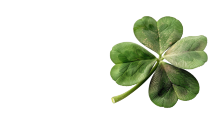 Fresh Green Four Leaf Clover Isolated on Black Background Symbolizing Luck and Good Fortune for Nature and Celebration Themes