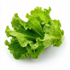 Fresh Green Lettuce Head