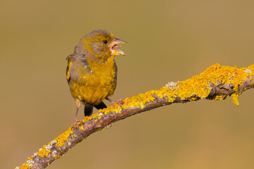 European Greenfinch on the branch