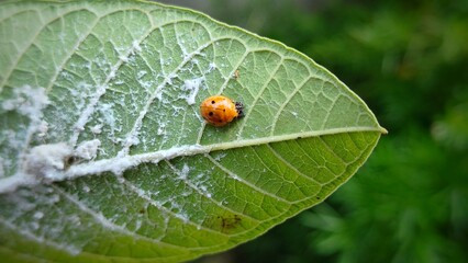 Photo of Coelophora inaequalis and White lice on a leaf. This photo can be used for learning, presentation, biodiversity, wallpaper and so on.