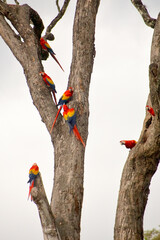 Aufnahme von leuchtend bunten Aras, die auf einem Baum in den tropischen Wälder von Copán, Honduras sitzen. Diese exotischen Papageien symbolisieren die Artenvielfalt Mittelamerikas
