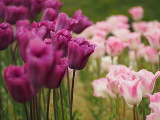 新潟県産チューリップ　雪紫