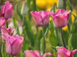 チューリップ畑　ピンクのチューリップ