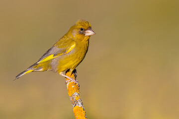 European Greenfinch on the branch