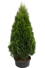 Isolated Thuja Smaragd Plant in a Pot, on Transparent Background