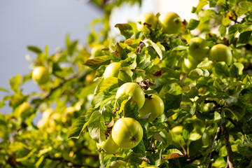 Close up of ripening green apples hanging on tree in orchard garden. Green apples hanging from a tree branch in a sunlit garden. Close-up. Selective focus. Blurred background.