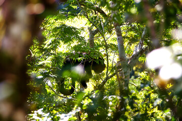 Brüllaffen (Alouatta) beobachten neugierig aus den Baumkronen des Dschungels rund um die...