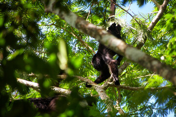 Brüllaffen (Alouatta) beobachten neugierig aus den Baumkronen des Dschungels rund um die...