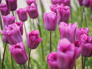 新潟県産チューリップ　雪紫