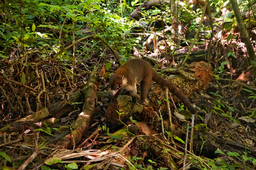 Ein Nasenbär (Coati) erkundet den Regenwaldboden im Tikal Nationalpark, Guatemala. Das neugierige Tier bewegt sich geschickt durch Äste und Blätter, charakteristisch für die reiche Fauna.