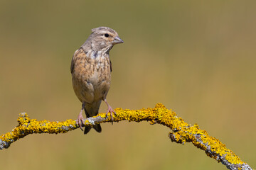 Common Linnet on the branch
