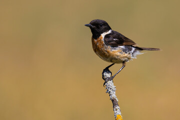 European Stonechat on the branch