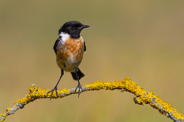 European Stonechat on the branch