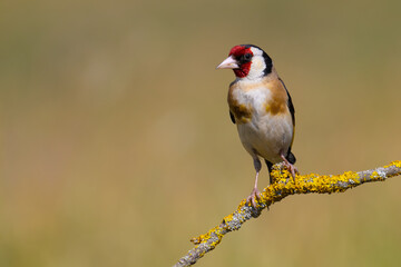 European Goldfinch on the branch
