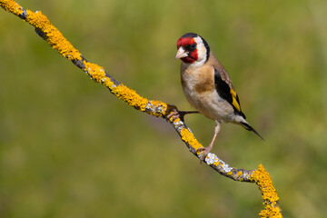 European Goldfinch on the branch