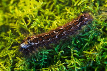 Pine tree lappet moth, dendrolimus pini wildlife caterpillar on moss. Macro animal background
