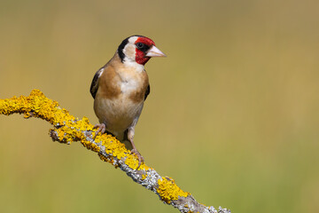 European Goldfinch on the branch