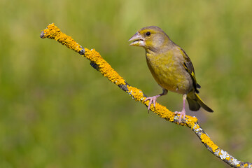 European Greenfinch on the branch