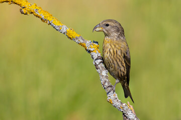Red Crossbill on the branch