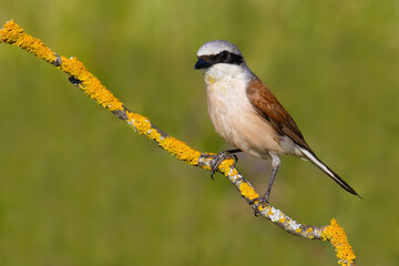 Red backed Shrike on the branch