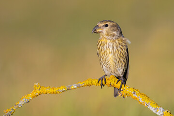 Red Crossbill on the branch