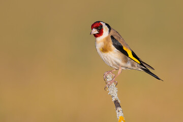European Goldfinch on the branch