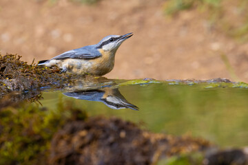 Eurasian Nuthatch came for the water