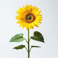 Obraz premium Vibrant Sunflower Against a Crisp White Background