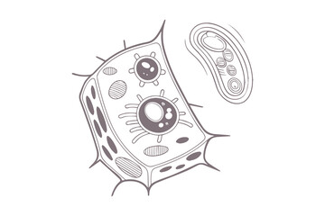 Obraz premium Minimalist Plant Cell Outline Scientific Vector Clipart Isolated Illustration