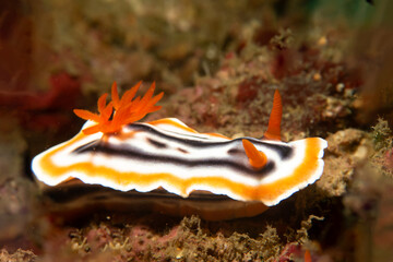 A close-up picture of a beautiful nudibranch, Magnificent Chromodoris, or Chromodoris magnifica...
