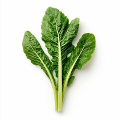 Fresh Swiss Chard Bunch