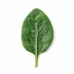 Obraz premium Fresh Spinach Leaf Detail