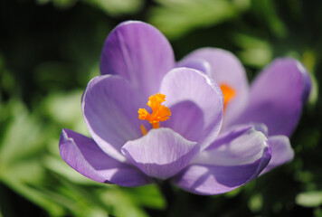 Close up of a fully opened lilac flower with orange stamens of woodland or early or Tommasini's crocus,  (Crocus tommasinianus)