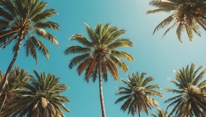 Fototapeta premium Lush tropical palm trees against a clear blue sky