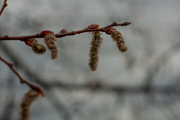 Catkins