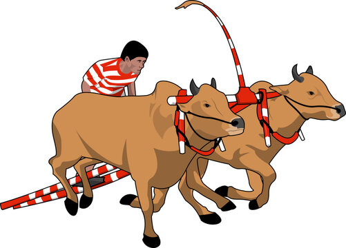 Local Sport Karapan Sapi