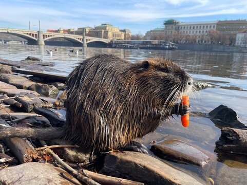 River nutria eat carrots on the banks of the Vltava River in the center of Prague