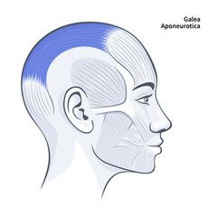 Galea aponeurotica. Facial muscles of the female. Detailed bright anatomy isolated on a white background vector illustration