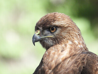 Closeup of a Red-tailed Hawk, Buteo jamaicensi, with green bokeh background