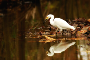 Snowy Egret, Egretta thula, in Marsh