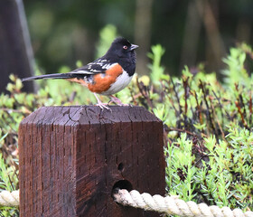 Spotted Towhee, Pipilo maculatus, on post.