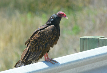 Turkey Vulture, Cathartes aura, on Guard Rail