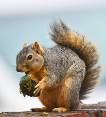 Fox Squirrel, Sciurus niger, eating an avocado