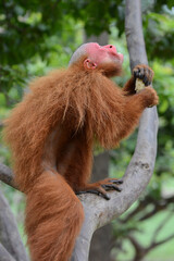 Uakari is the common name for the New World monkeys of the genus Cacajao.