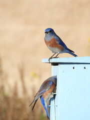 Two Western Bluebirds, at a nesting box Sialia mexicana, San Joaquin Marsh Wildlife Sanctuary