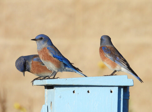 Three Western Bluebirds, Sialia mexicana, on a nesting box at San Joaquin Marsh Wildlife Sanctuary